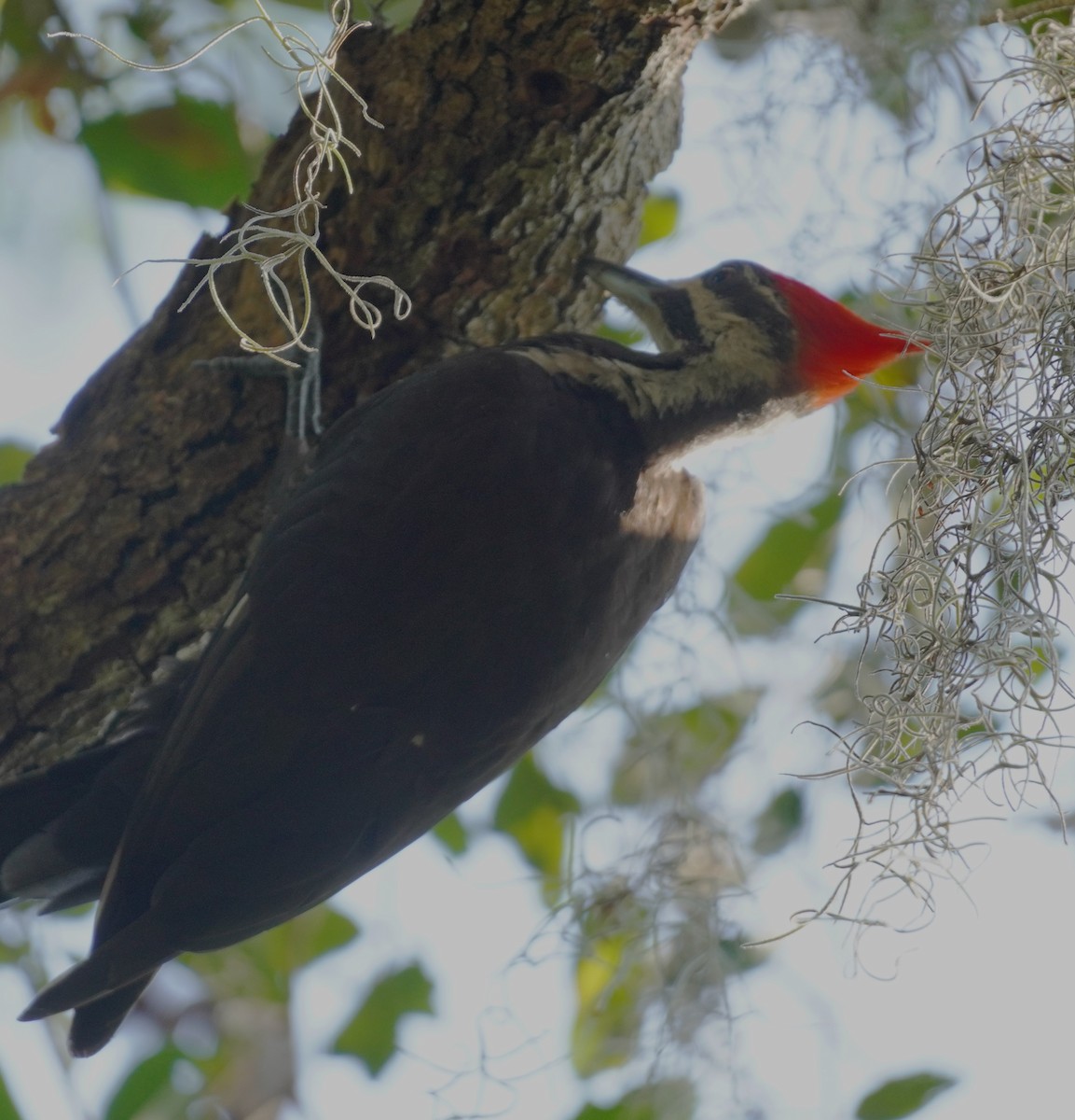 Pileated Woodpecker - ML618898513