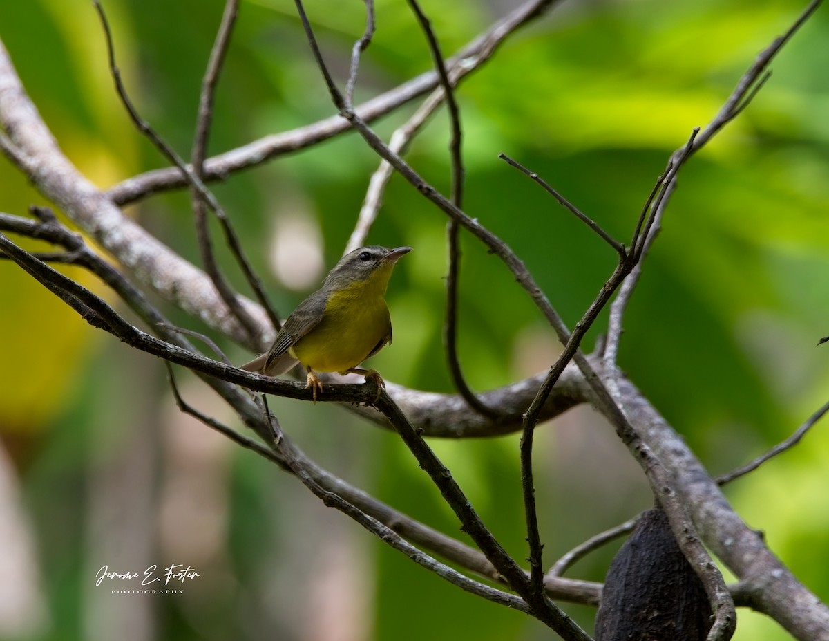 Golden-crowned Warbler - Jerome Foster