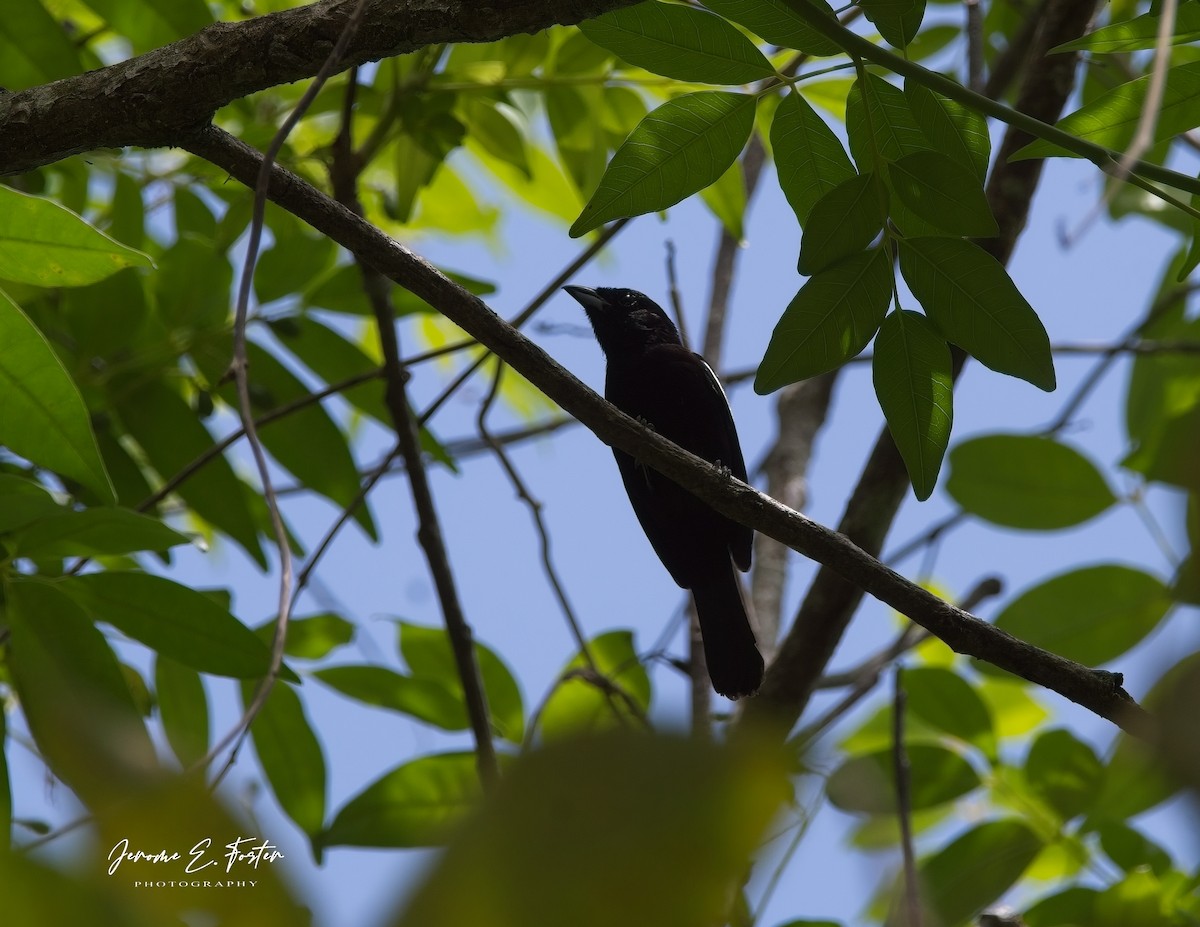 White-shouldered Tanager - Jerome Foster