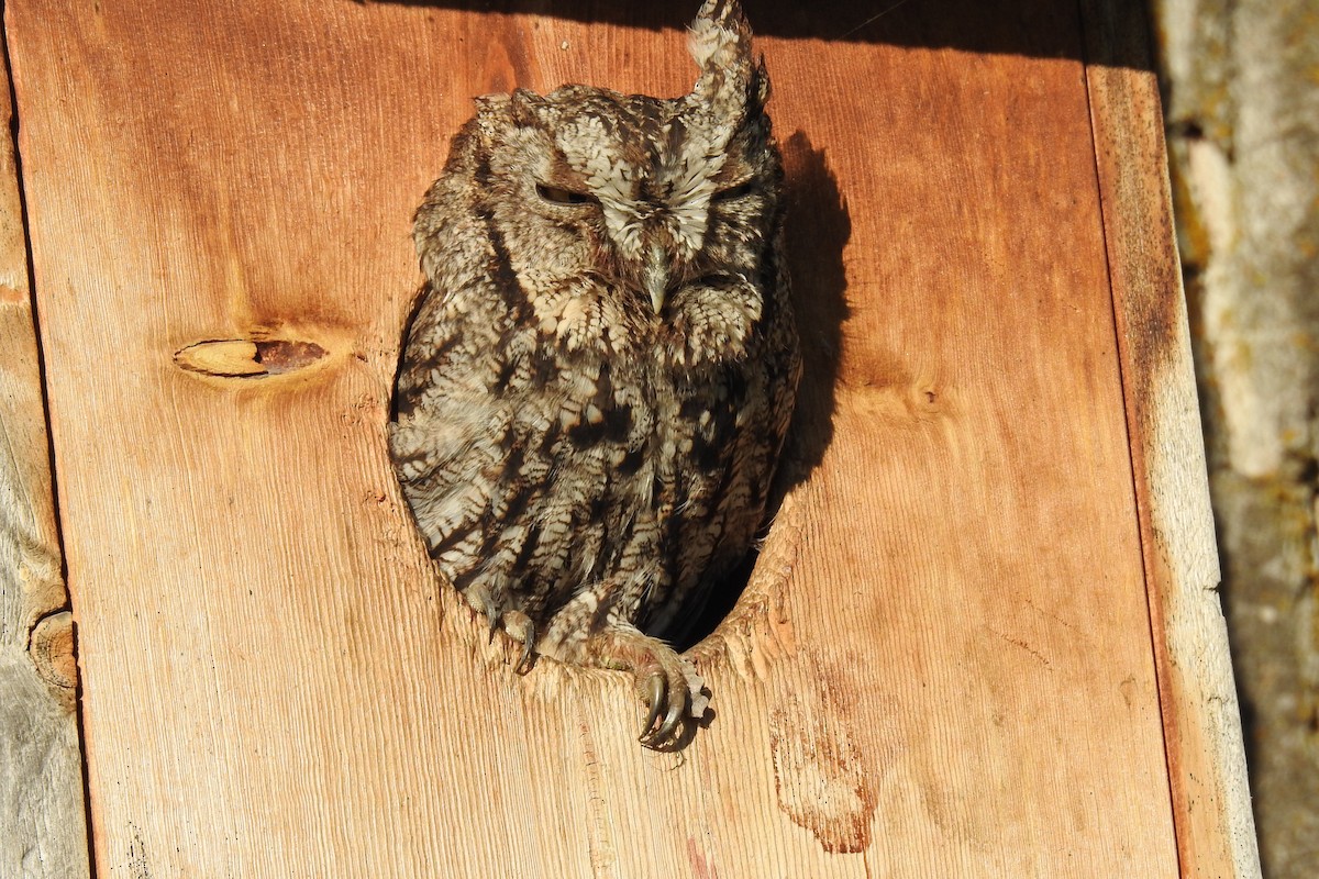 Western Screech-Owl - ML618898579