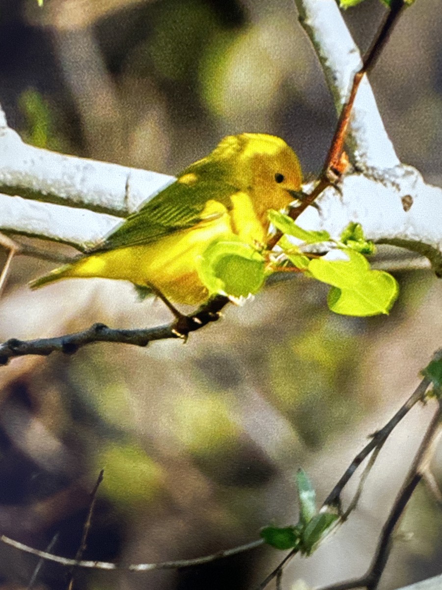 Yellow Warbler - Donna Chick
