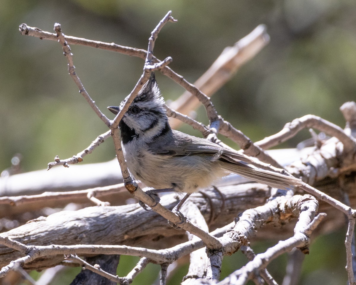 Bridled Titmouse - Ameya Thatte