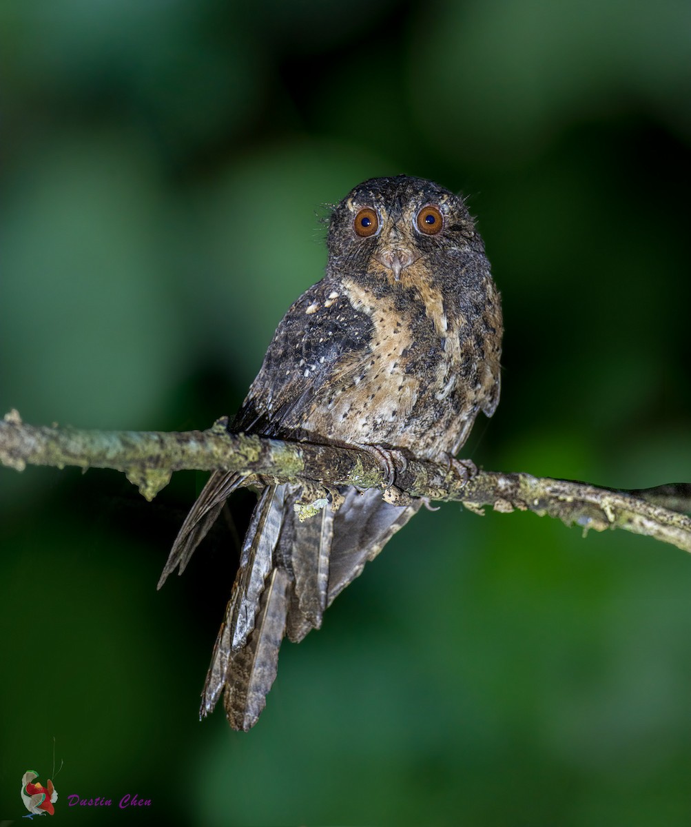 Moluccan Owlet-nightjar - Dustin Chen