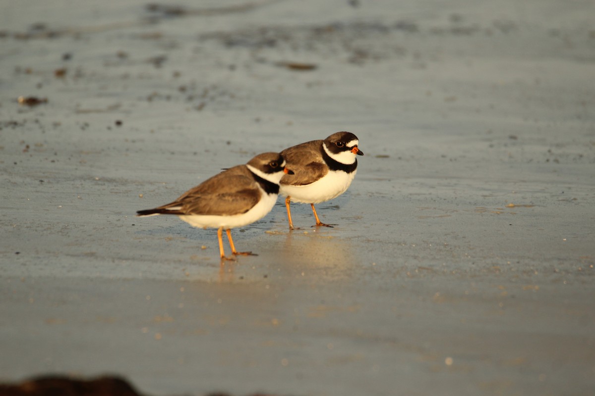 Semipalmated Plover - ML618898720