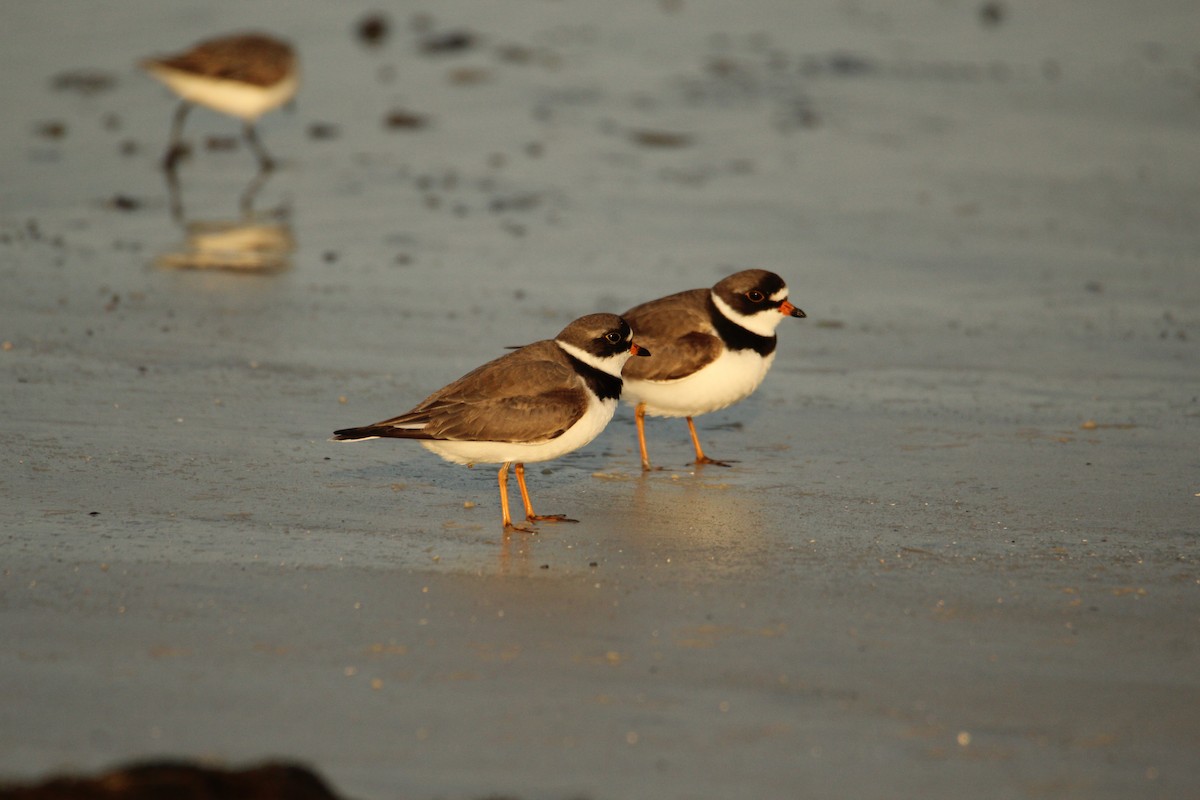 Semipalmated Plover - ML618898744