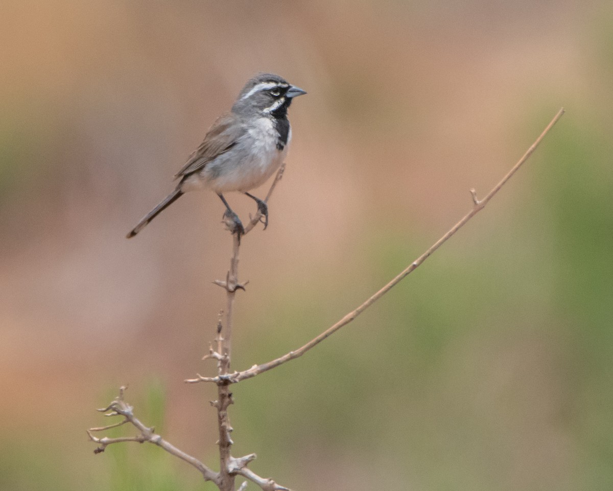 Black-throated Sparrow - ML618898745