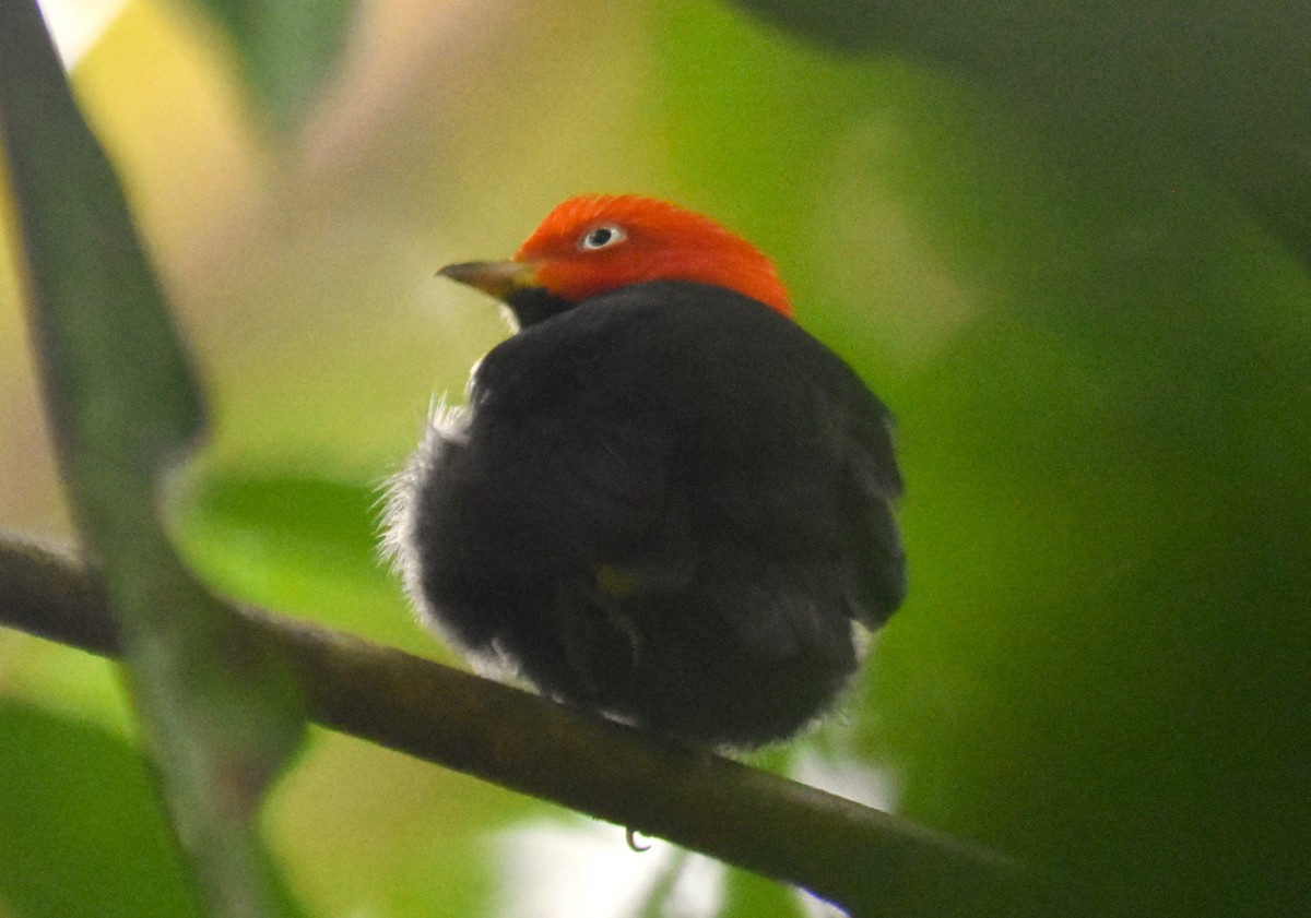 Red-capped Manakin - ML618898755