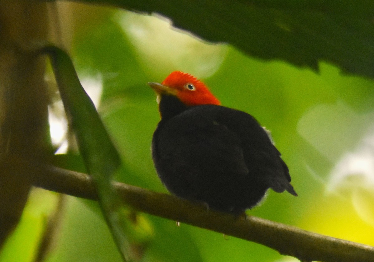 Red-capped Manakin - ML618898756
