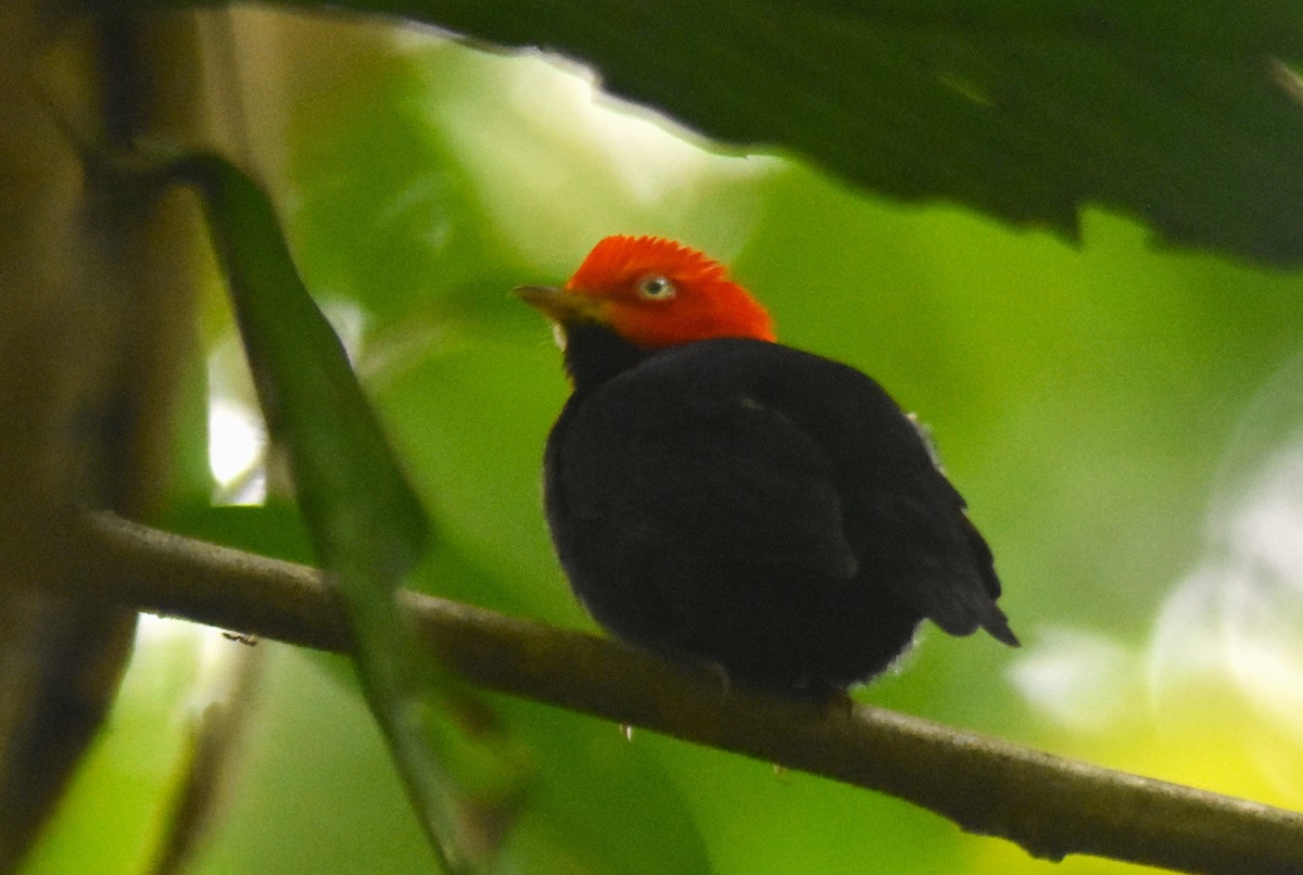 Red-capped Manakin - ML618898757