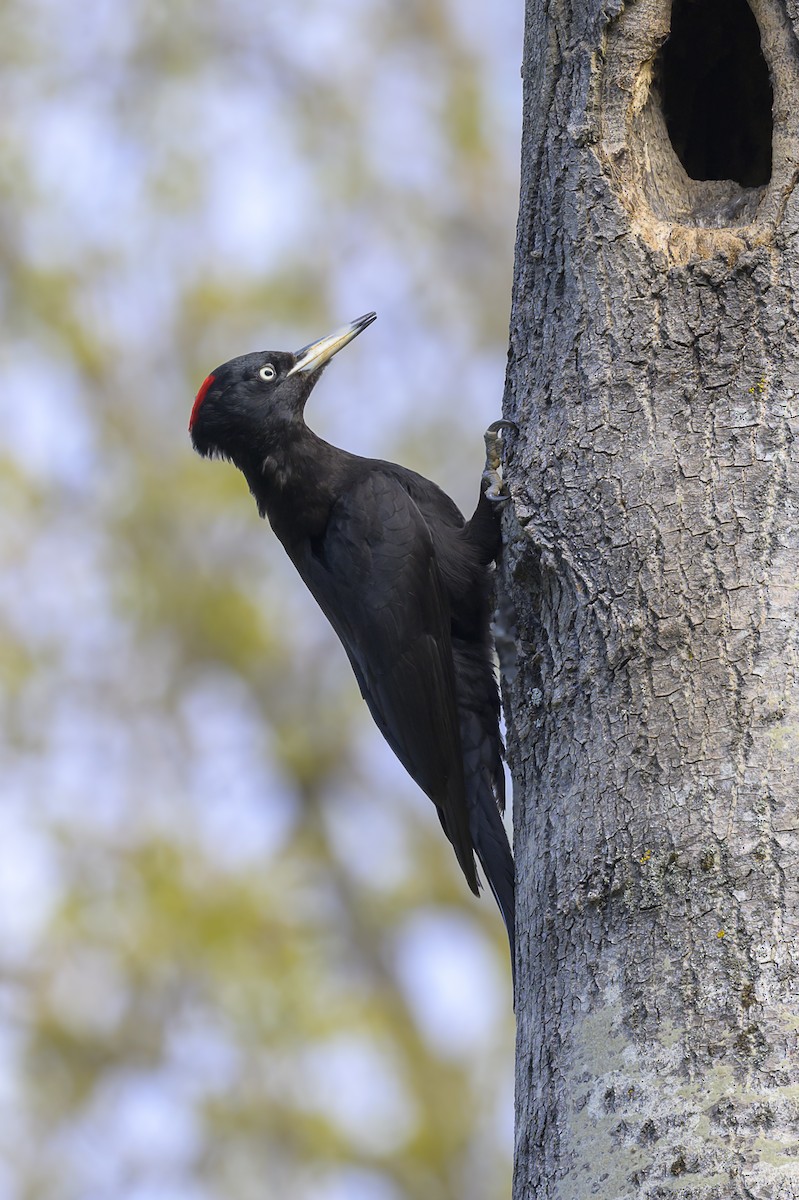 Black Woodpecker - ML618898782