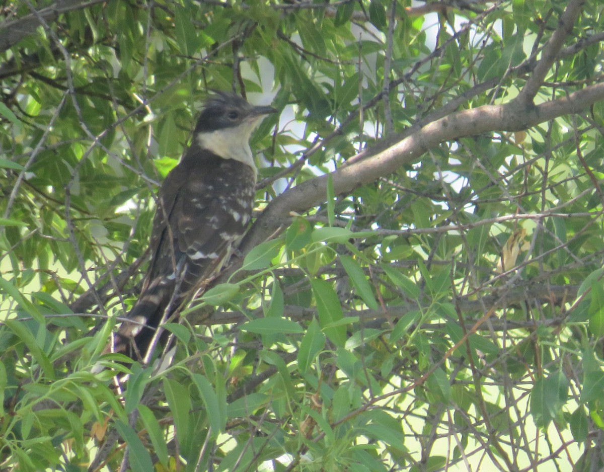 Great Spotted Cuckoo - ML618898861