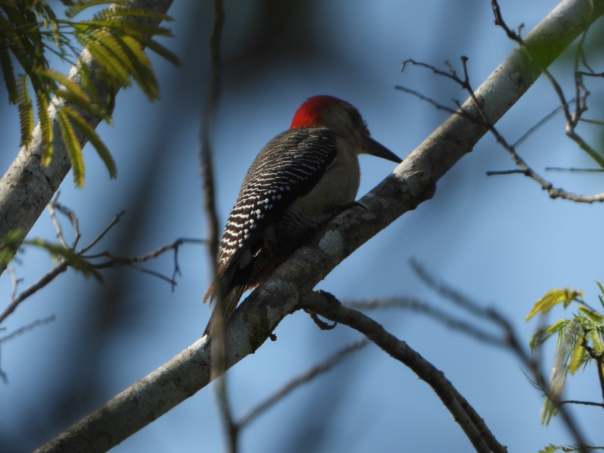 Golden-fronted Woodpecker - ML618898867