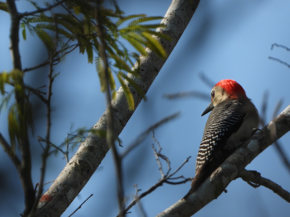 Golden-fronted Woodpecker - ML618898869