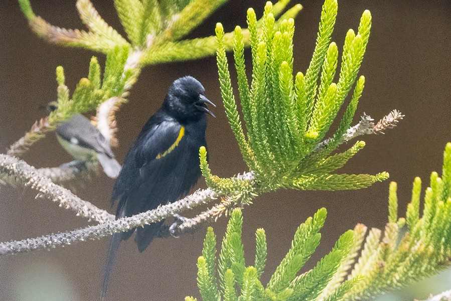 Yellow-shouldered Blackbird - ML618898905