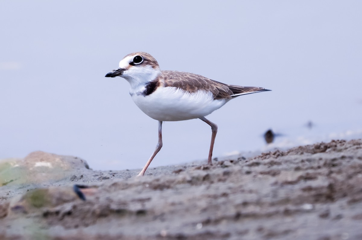 Collared Plover - ML618898955