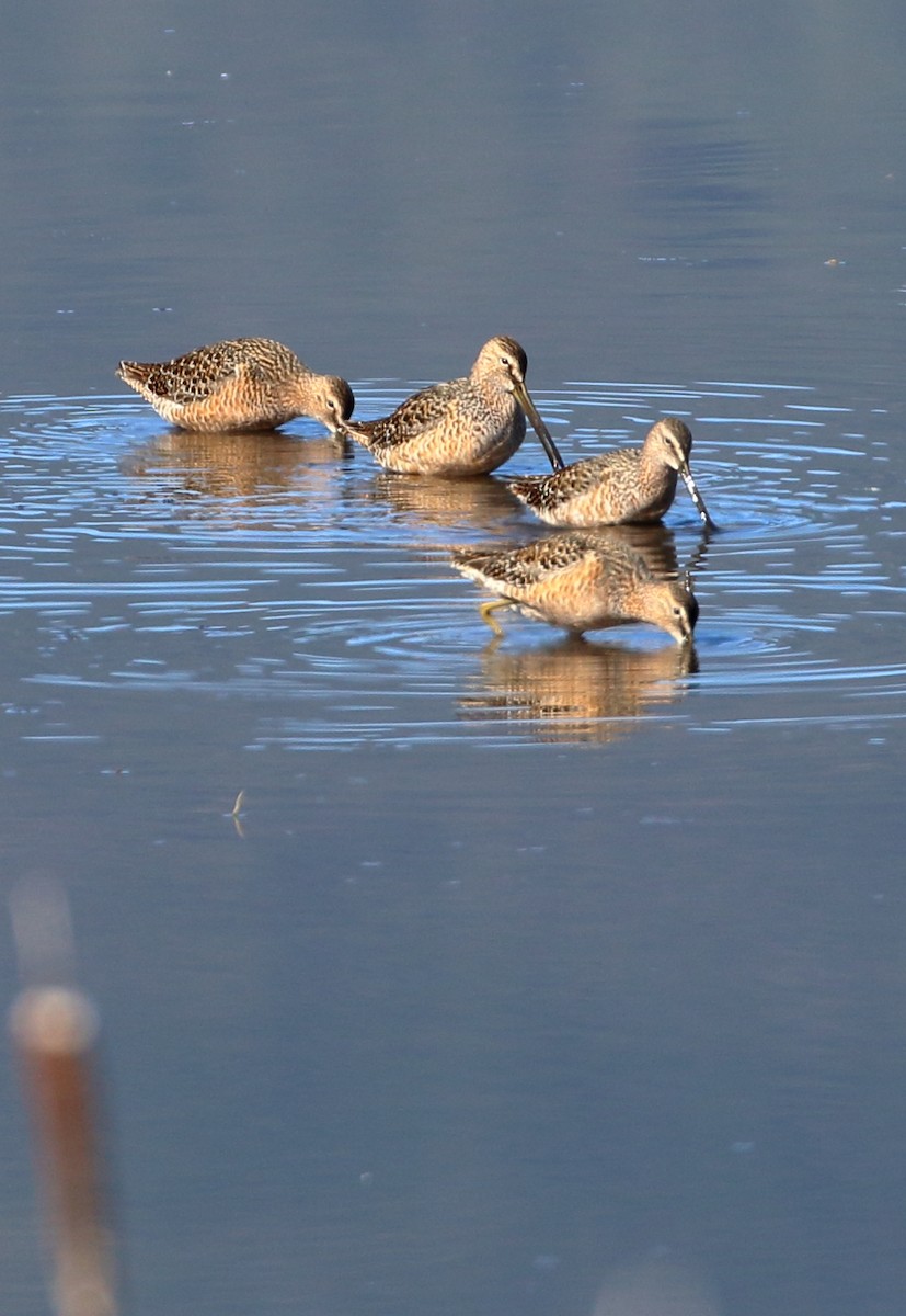 Long-billed Dowitcher - ML618898972