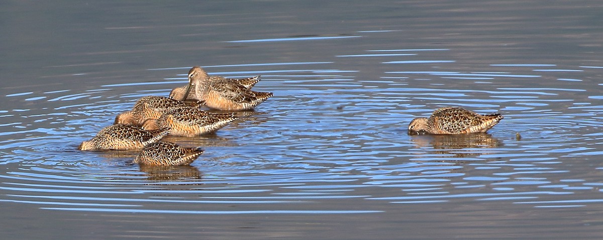 Long-billed Dowitcher - ML618898973
