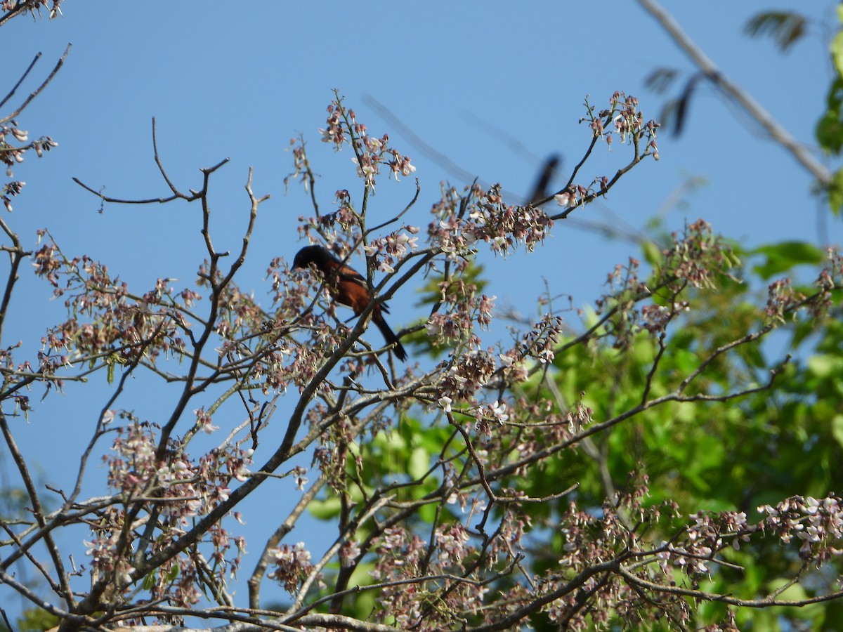 Orchard Oriole - ML618898985