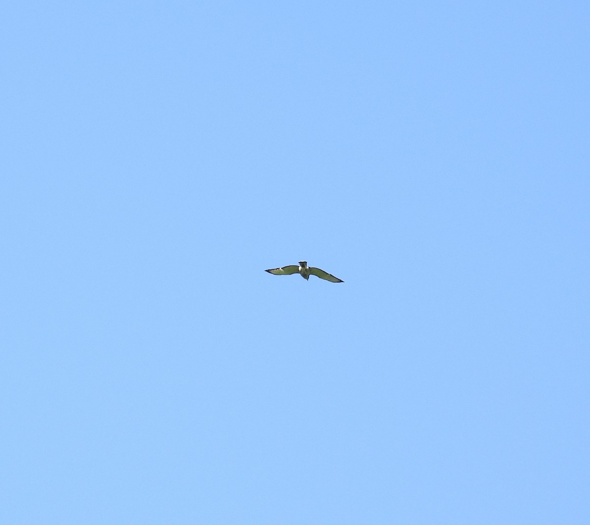 Broad-winged Hawk - ML618898988