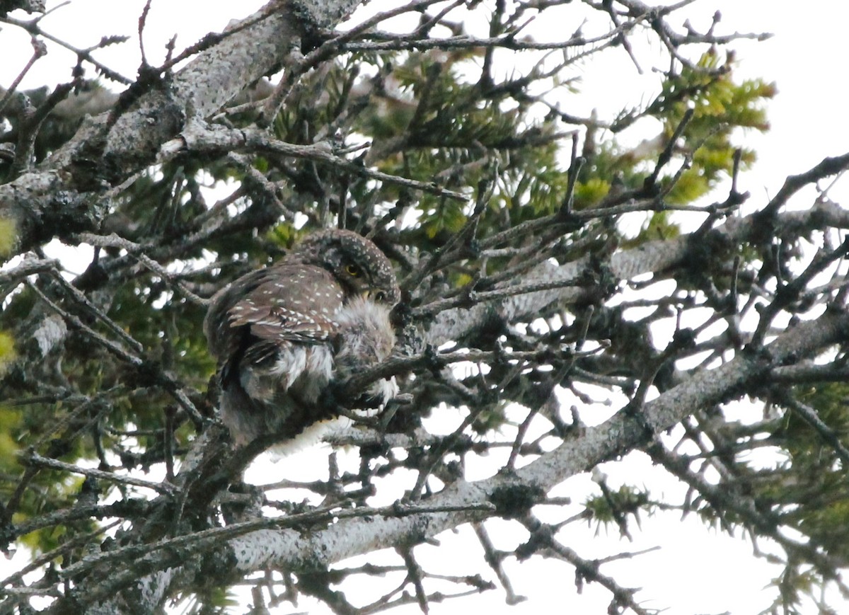 Eurasian Pygmy-Owl - jorge lardiés