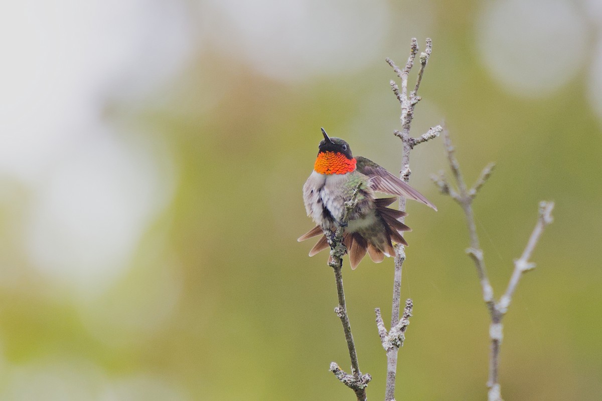 Ruby-throated Hummingbird - ML618899000