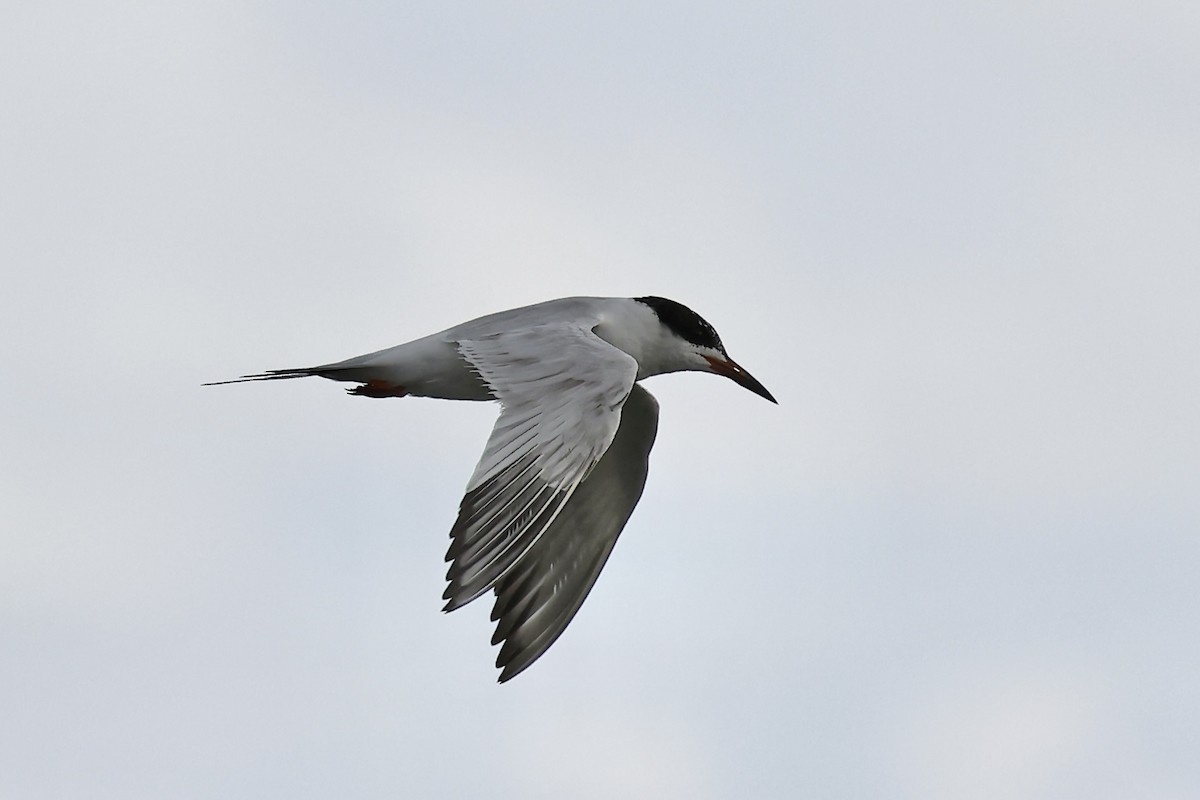 Forster's/Common Tern - ML618899019