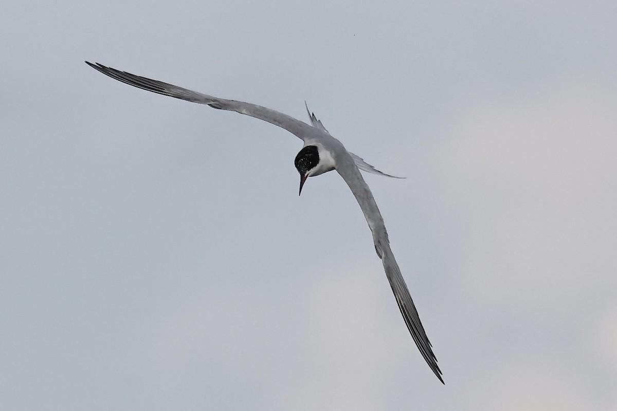 Forster's/Common Tern - ML618899020