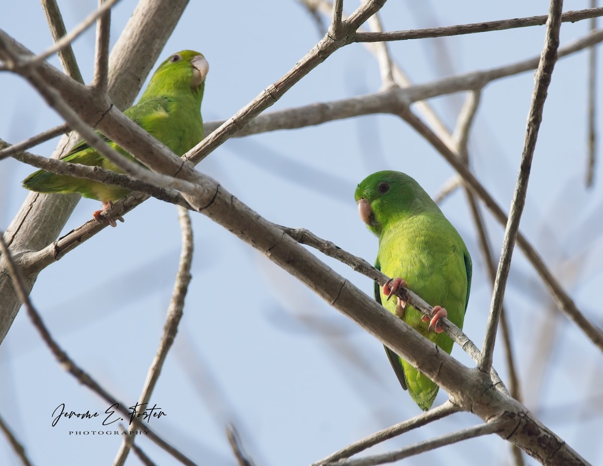 Yeşil Sokumlu Serçe Papağanı - ML618899043