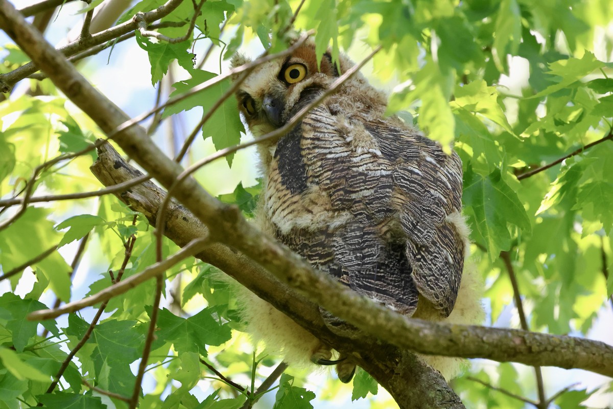 Great Horned Owl - ML618899050