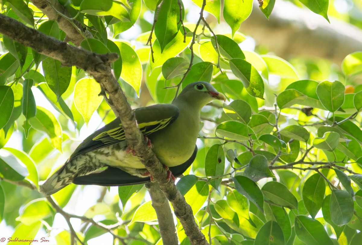 Thick-billed Green-Pigeon - ML618899066