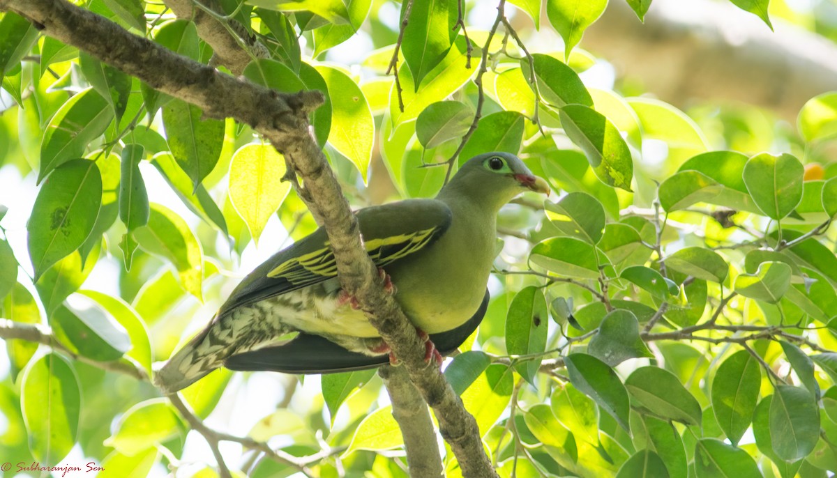 Thick-billed Green-Pigeon - ML618899067