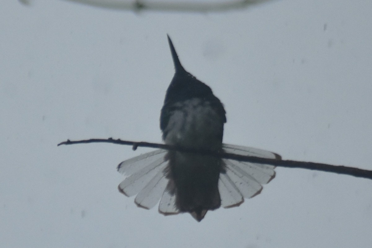 kolibřík bělokrký - ML618899110