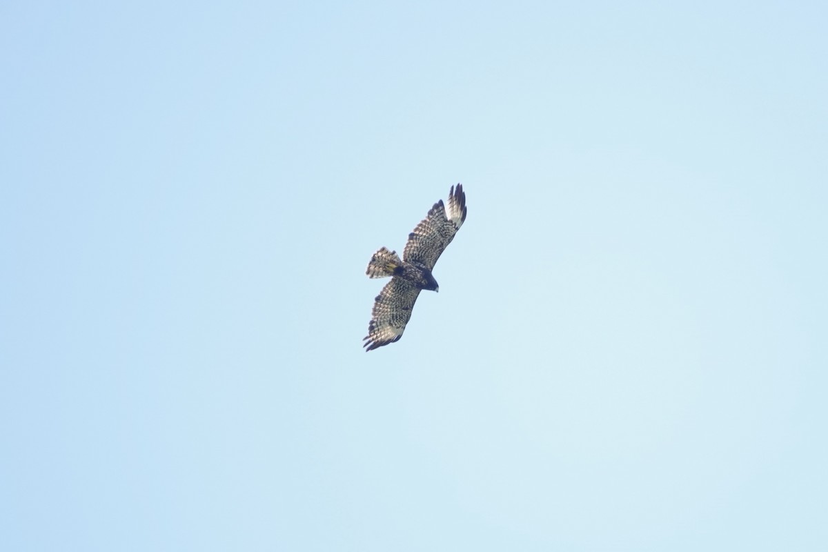 Short-tailed Hawk - ML618899114