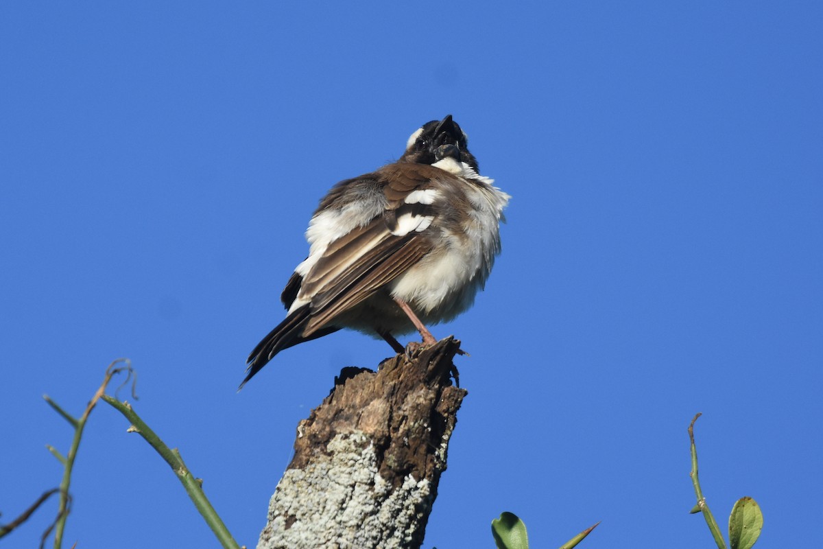 White-browed Sparrow-Weaver - isaac kilusu