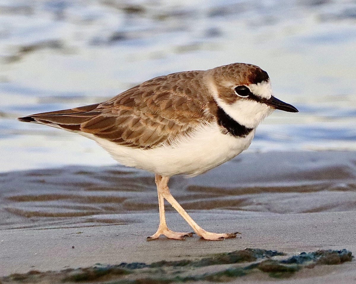 Collared Plover - ML618899151