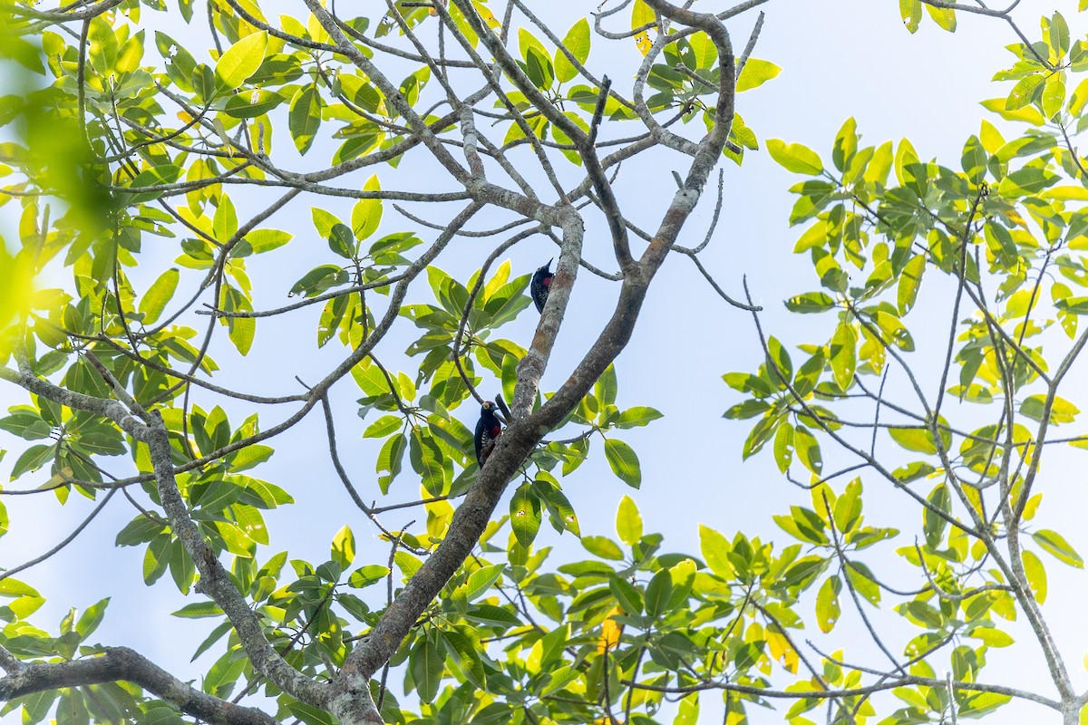 Yellow-tufted Woodpecker - ML618899187