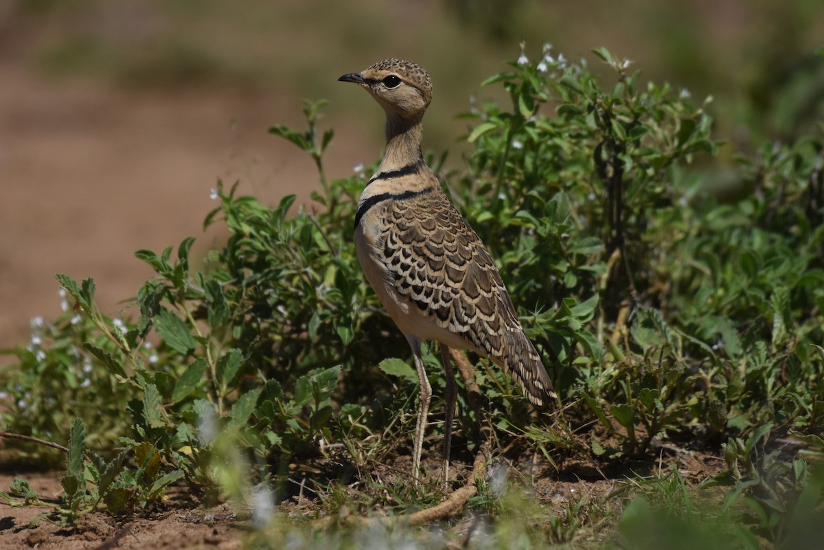 Double-banded Courser - ML618899323