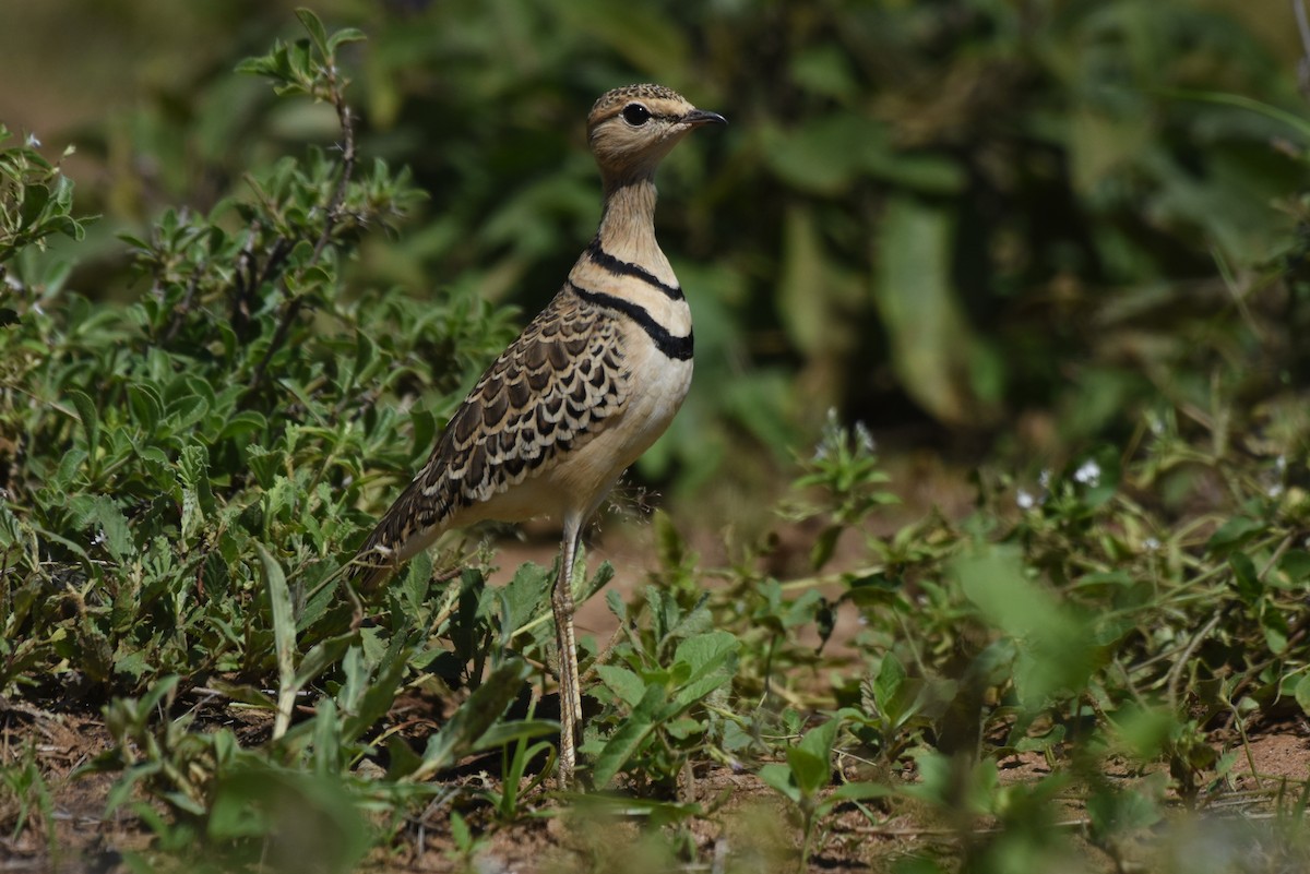 Double-banded Courser - ML618899324
