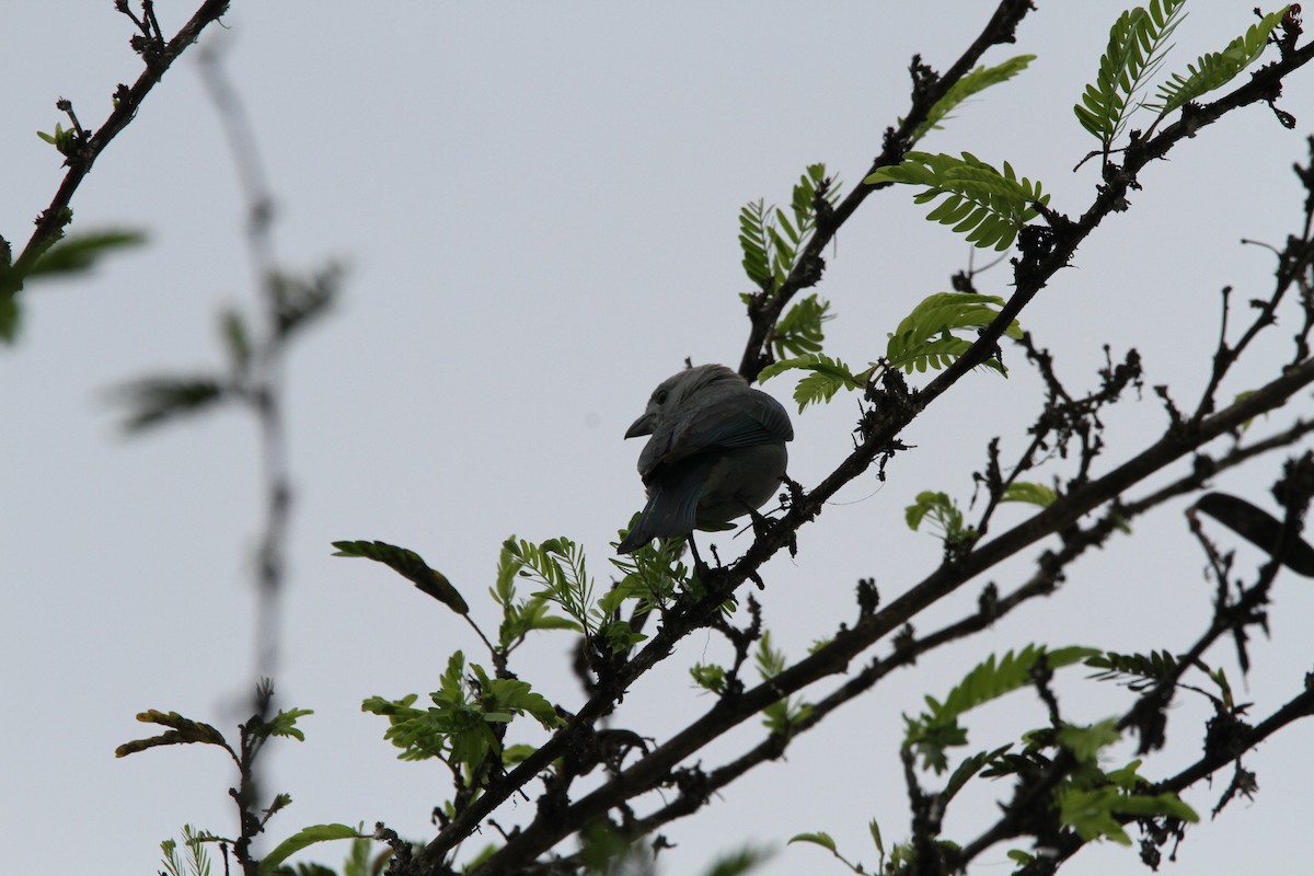 Blue-gray Tanager - ML618899327