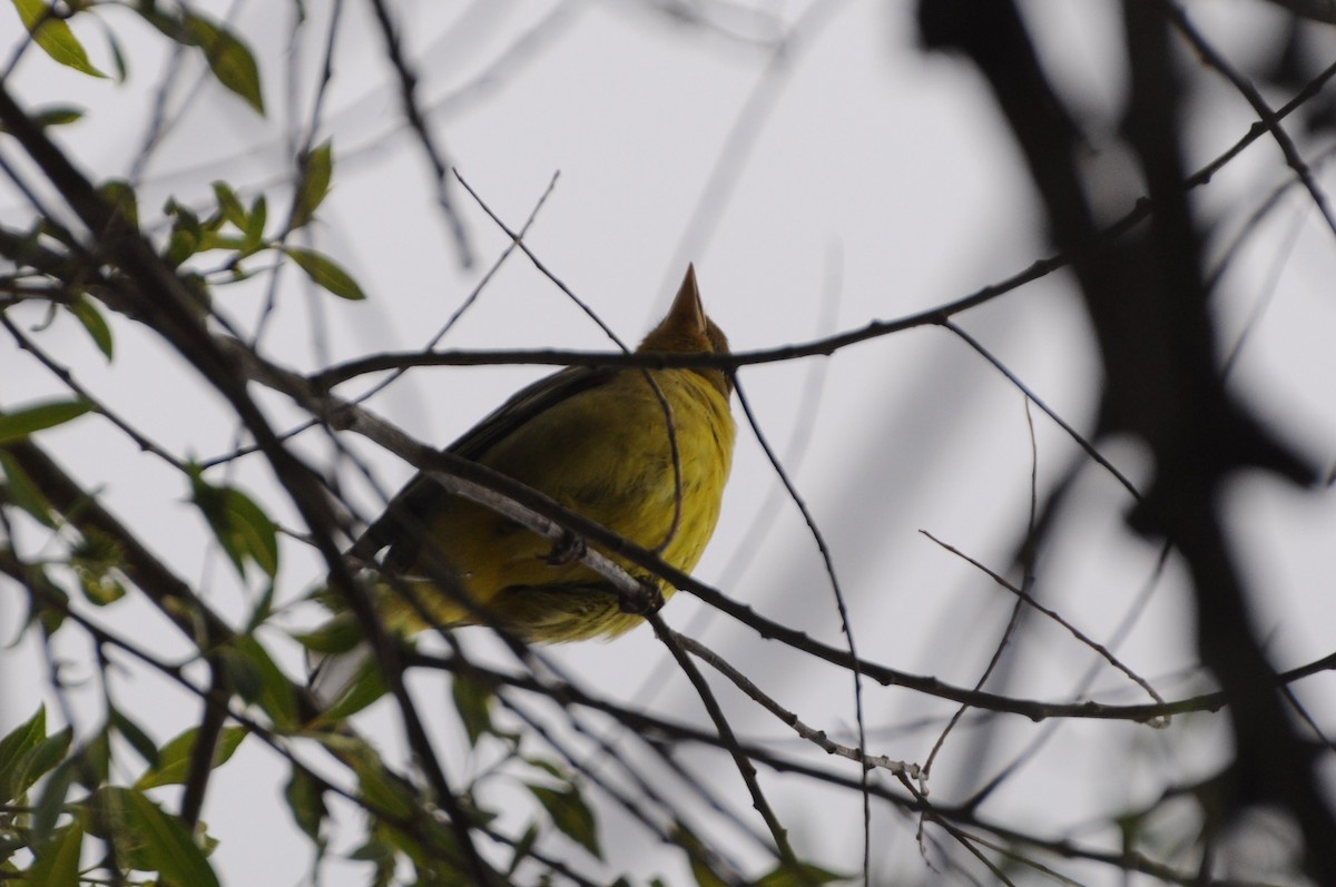 Western Tanager - ML618899343