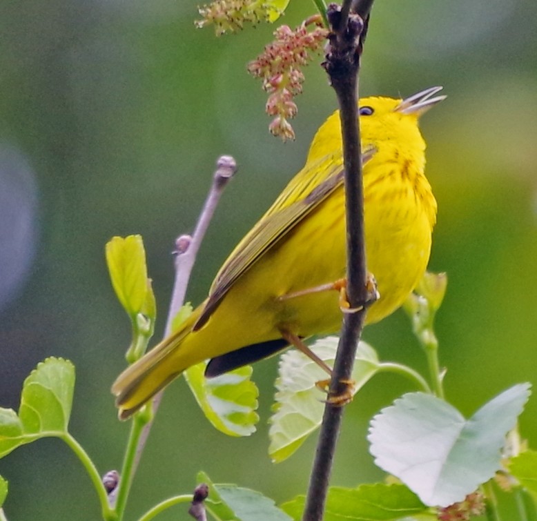 Yellow Warbler (Northern) - Bill Winkler
