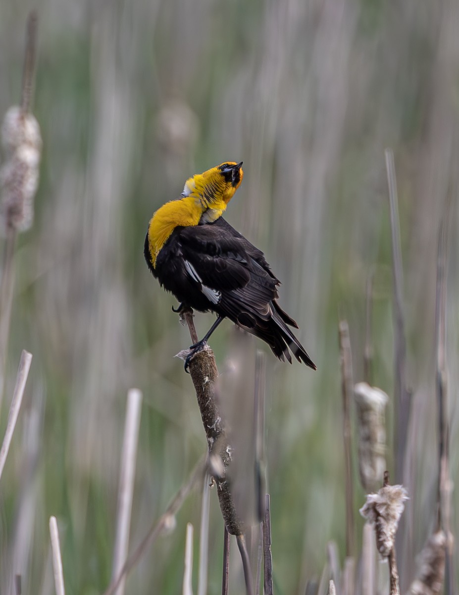 Yellow-headed Blackbird - ML618899388
