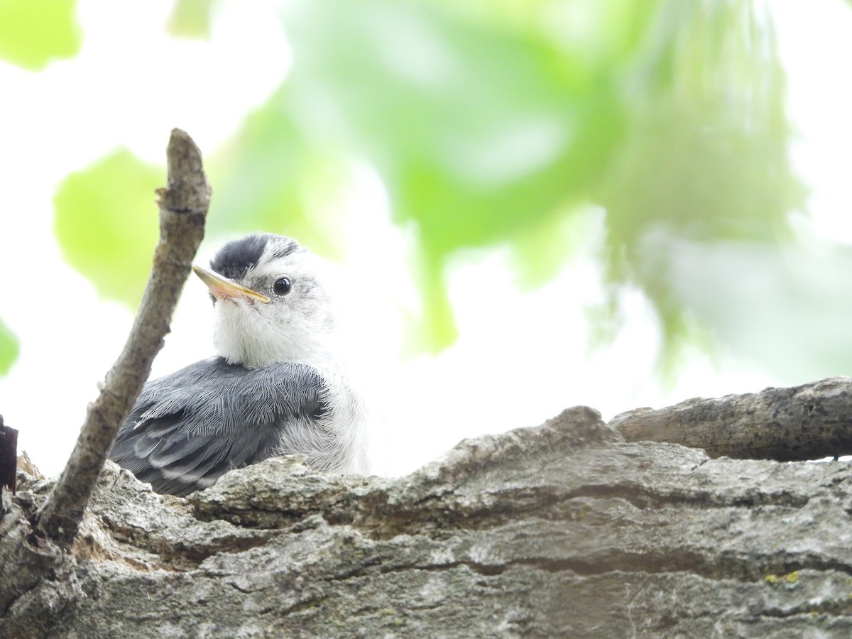 White-breasted Nuthatch - ML618899391