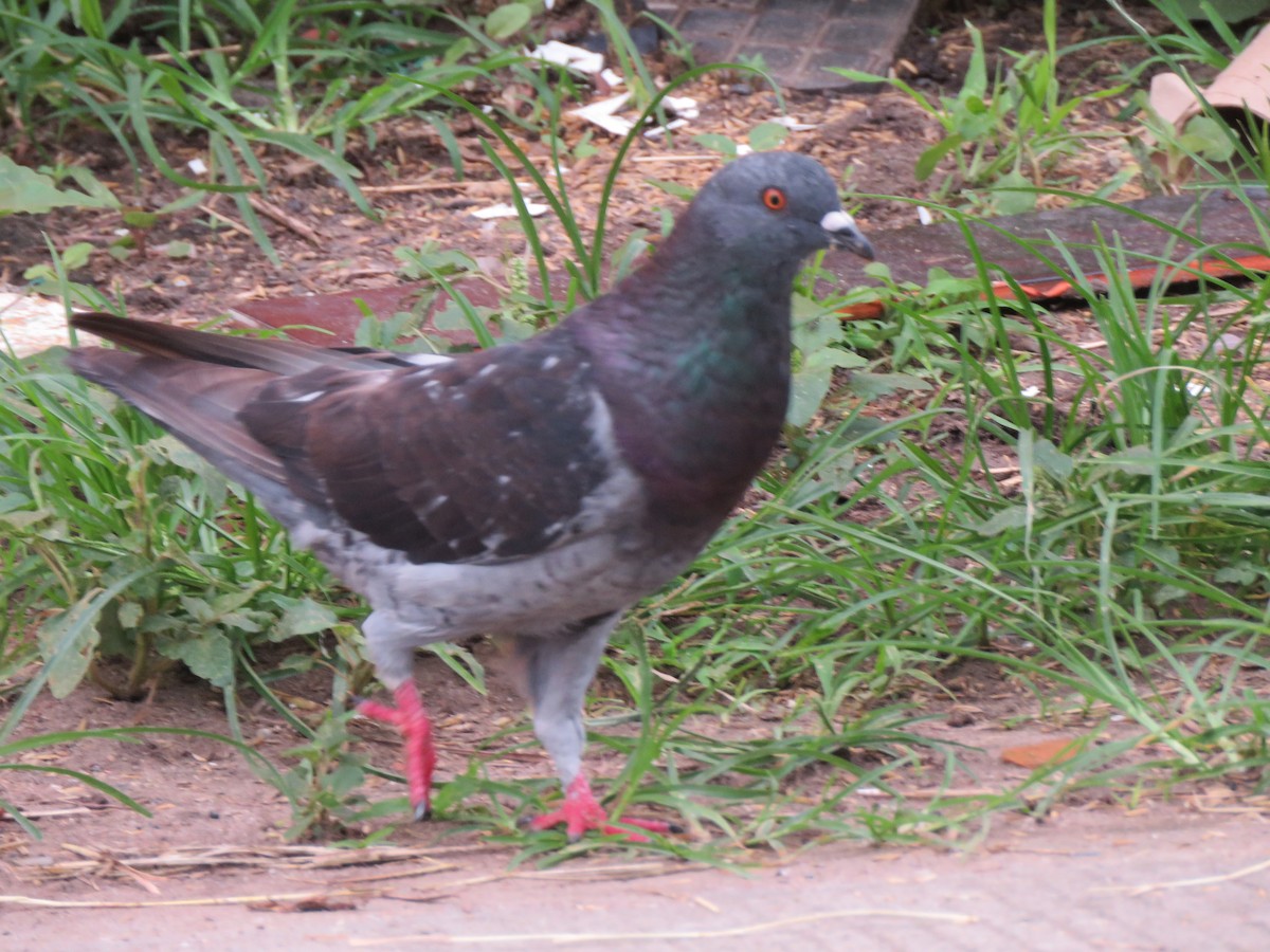 Rock Pigeon (Feral Pigeon) - ML618899415