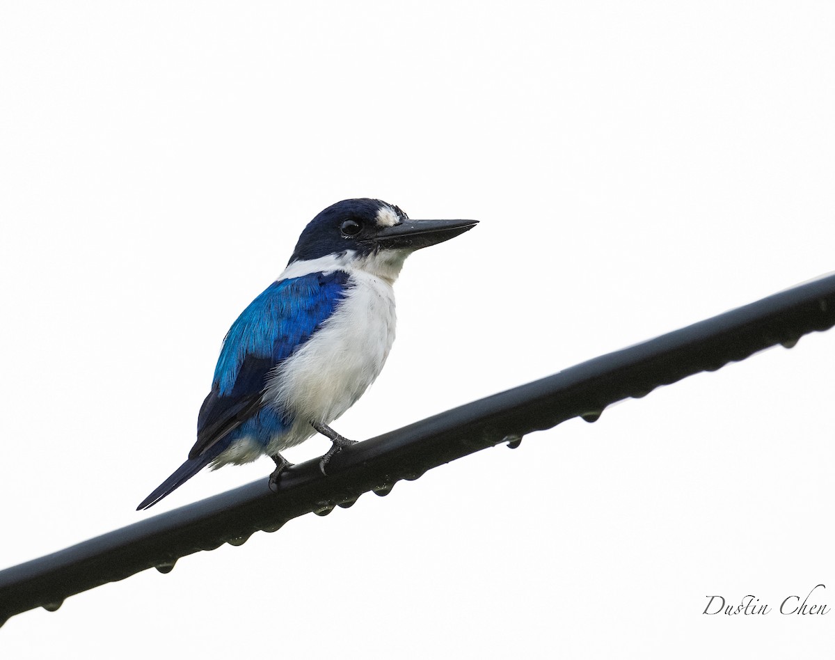 Blue-and-white Kingfisher - Dustin Chen