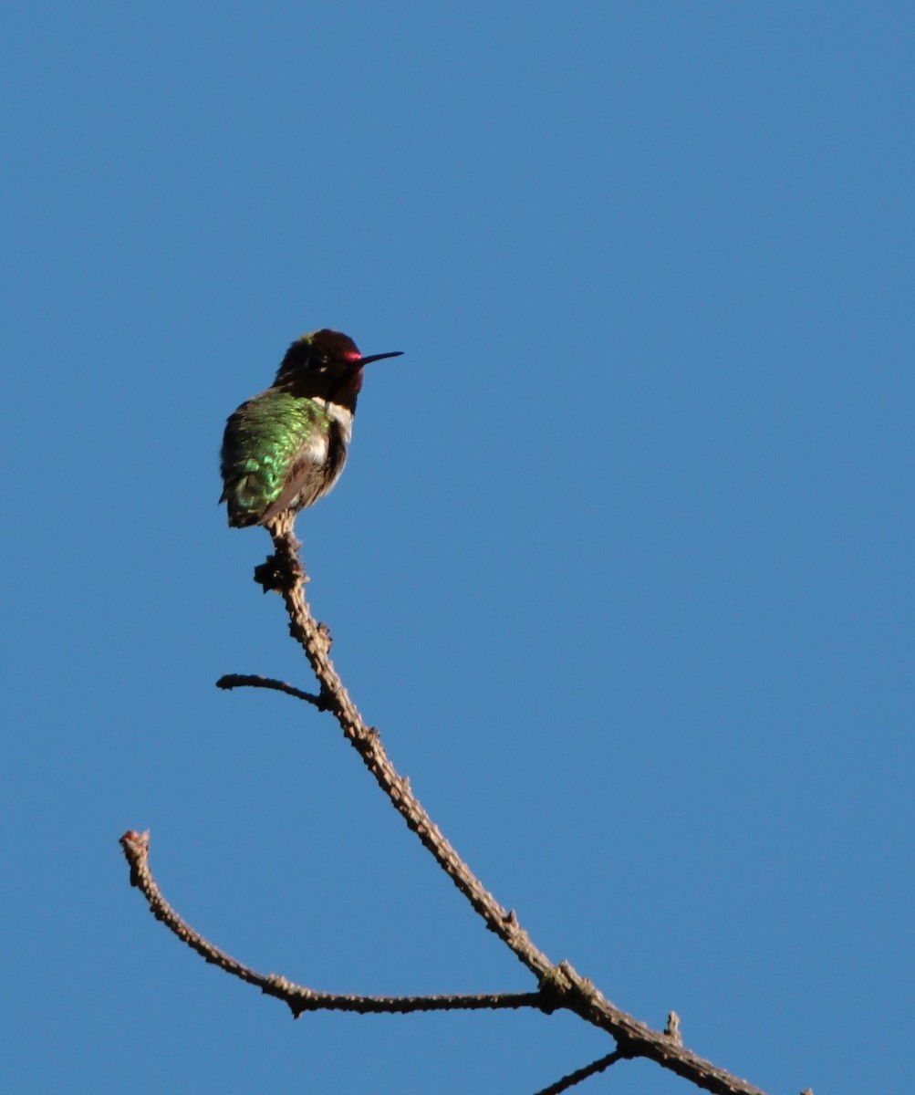 Anna's Hummingbird - John Carey