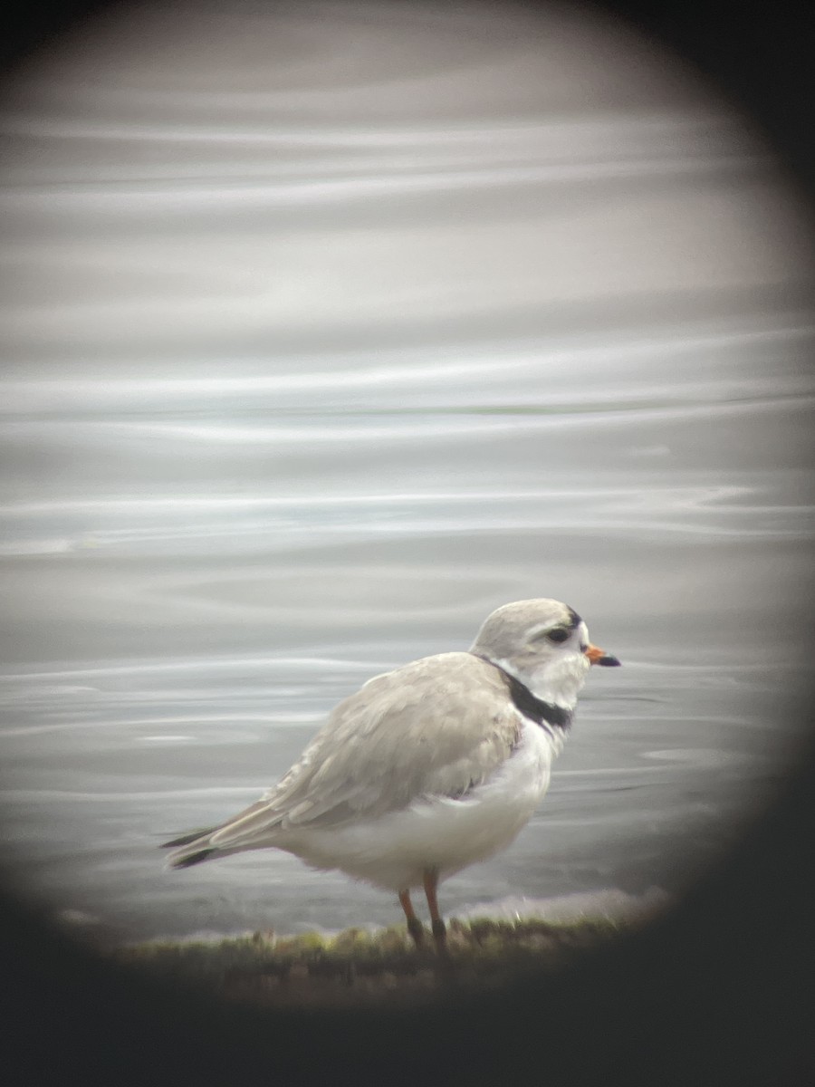 Piping Plover - ML618899453