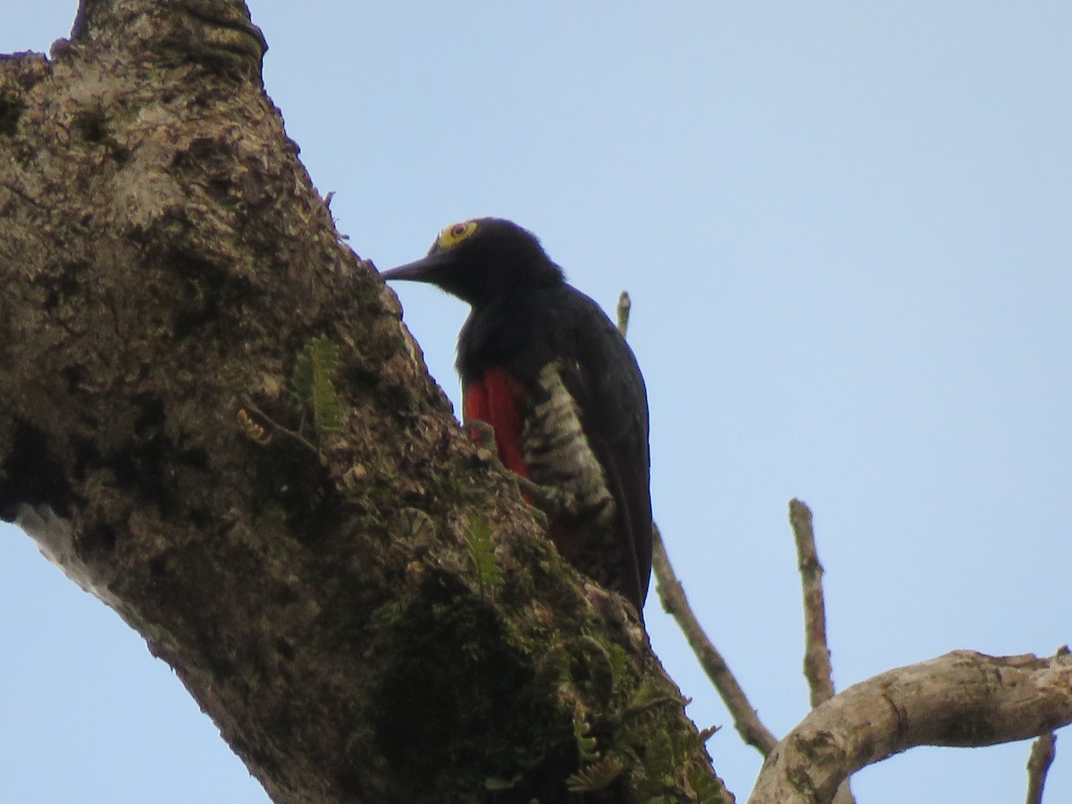 Yellow-tufted Woodpecker - ML618899478