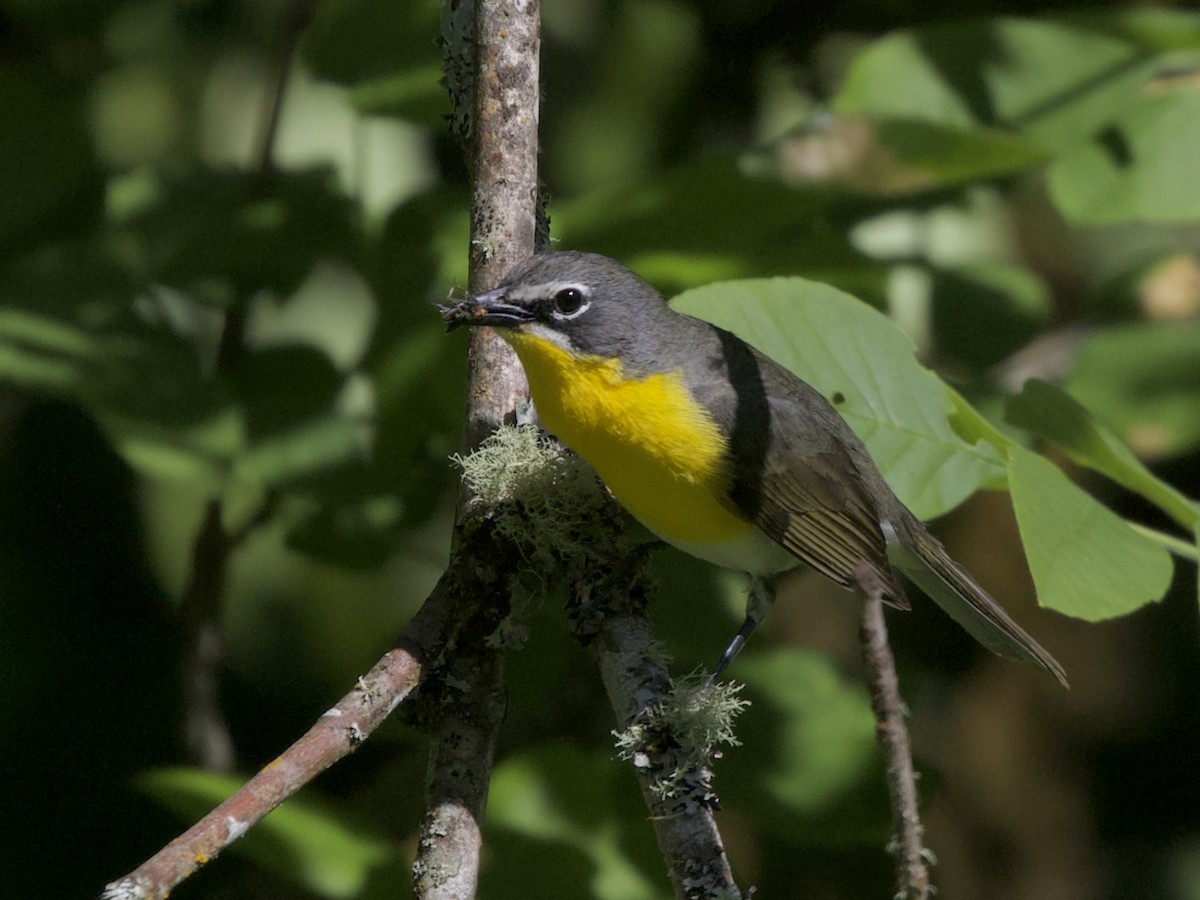 Yellow-breasted Chat - ML618899490