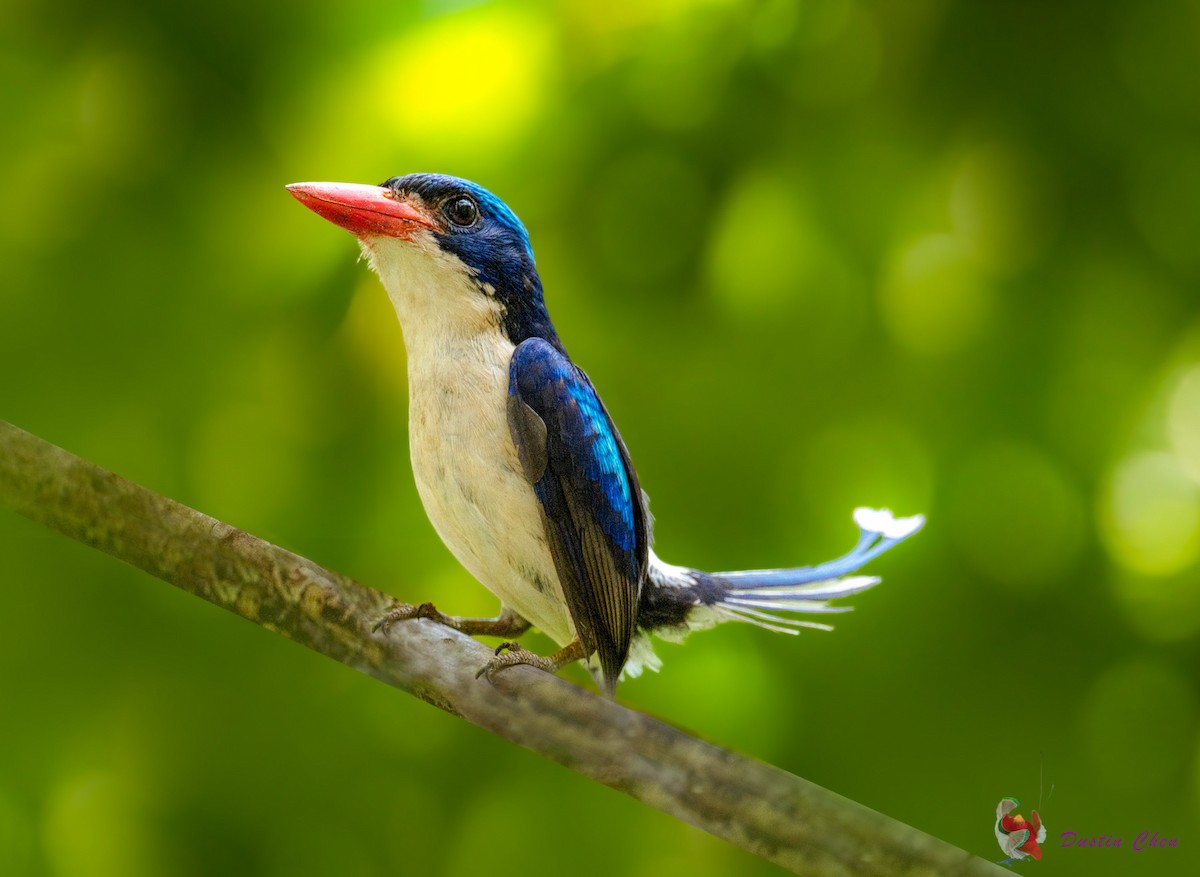 Common Paradise-Kingfisher - Dustin Chen